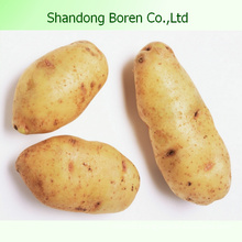 Supply You The High Quality Potato